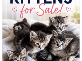 Kittens for sale - Salisbury