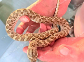 Male western hognose