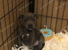 Blue staffy girl puppy DNA clear.