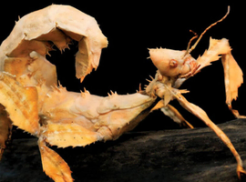 Macleay&rsquo;s spectre spiny stick insects