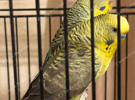 Budgies