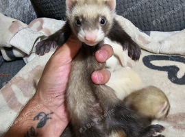 Ferret kits