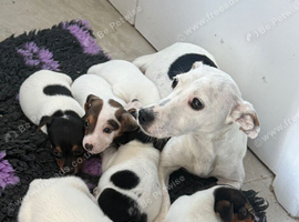 Miniature Jack Russell Puppies