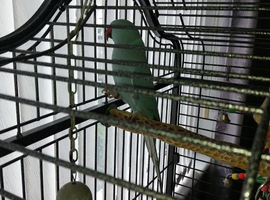 Male Indian ringneck