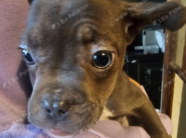 frenchie / sharpi