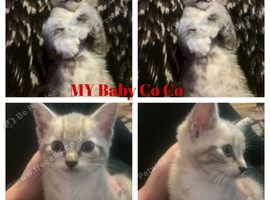 Snow Bengal tabby cats looking for a new home