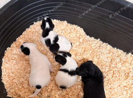 Lovely Jack Russell puppies for sale, 3 girls and 1 boy