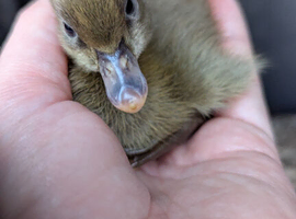 5 ducklings looking for home