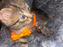 Male Kitten Looking for a loving family!