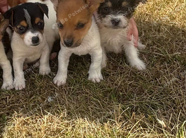 Beautiful Jack Russell pups