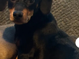 11 months old dachshund