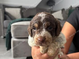 F1b cockerpoo 2 boys available