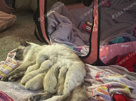 Beautiful Ragdoll Kittens - ready in December