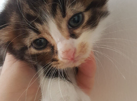 4‑week‑old boy kitten available for reservation