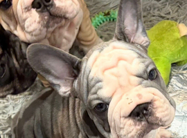 Velvet French bulldog