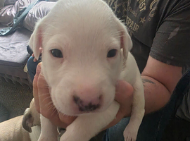 Puppies