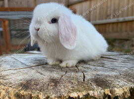 Mini lops available ** Please read full advert**
