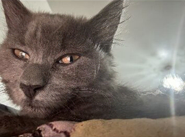 Stunning Chartreux Kittens