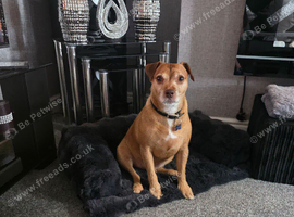 Terrier Male 4yrs Old