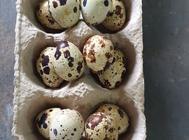 Quail hatching eggs