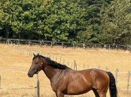 Stunning bay gelding for sale