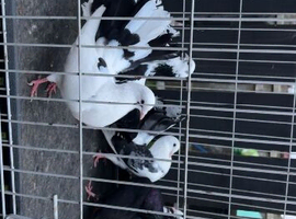 fantails for sale