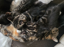 11 weeks beautiful girls