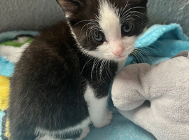 Kittens