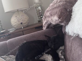 14 week old male kitten