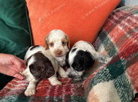 Sprocker puppies