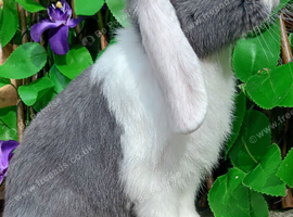 Mini lop