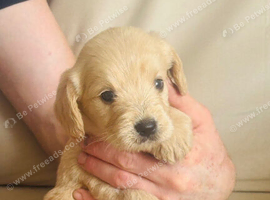 Cockapoo pups