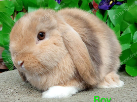 Mini lop