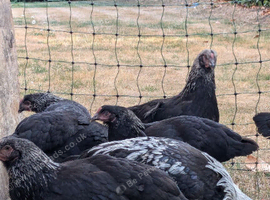 Silver Black Maran hens / pullets