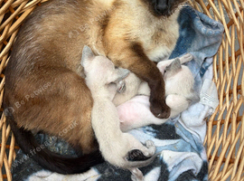 beautiful blue point siamese kittens