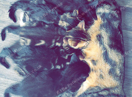 Kittens