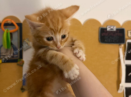 Two Ginger and White Males