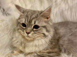Maine coon x English longhair female cat blue silver tabby adult 3 years old