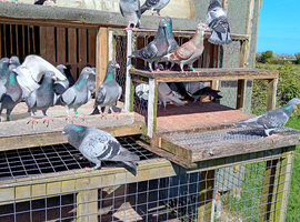 Top class pigeons