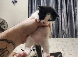 4 black and white kittens