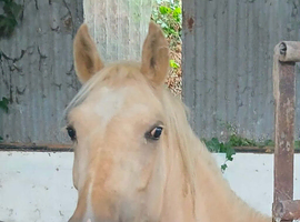 Stunning sec c filly Palomino with 4 equal whites