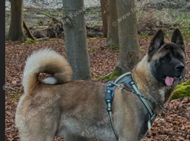 Beautiful 2yr old male akita