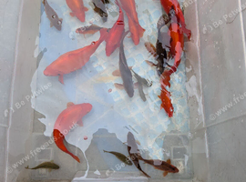 Large goldfish