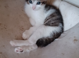 3 kittens