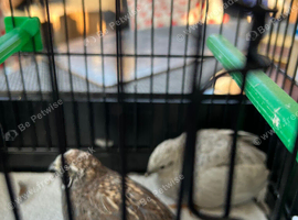 Painted quail pair for sale