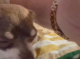 Chihuhua puppies due 14th June