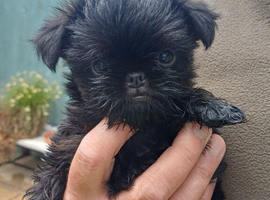 Griffon bruxelles x affanpincer