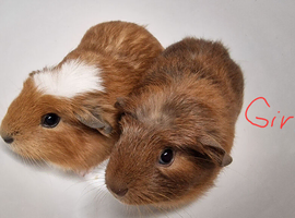 Baby Guinea pigs ipswich