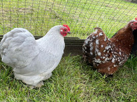 Two Pekins hens