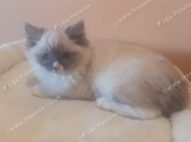 Ragdoll kitten